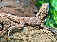 -FAIRYLAND龙族星球主题餐厅(凯丹广场店)