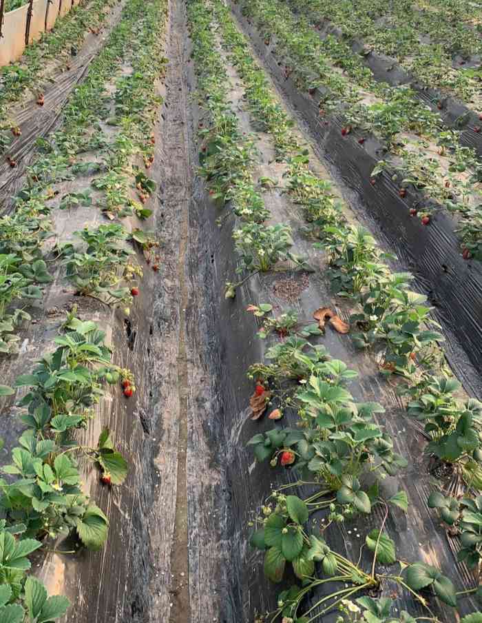 钓鱼城草莓园-"嘻嘻嘻,又来啦,阿姨家的草莓,真的是合川.