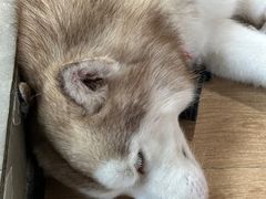 -Husky Go! 哈士奇体验馆·宠物咖啡厅狗咖