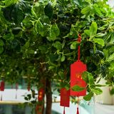 打卡重庆最“壕”月子中心 | 玫瑰馨苑孕产中心[礼花]