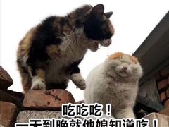 -鼎盛江山美食自助(欢乐城店)
