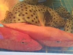 -金苑海鲜酒家(来魅力店)