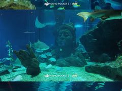 -暹罗海洋世界
