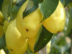 C:\Users\ZhaoTianqi\Pictures\2008122710532788-韩士良采摘园