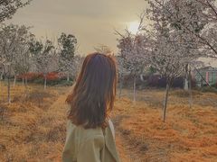 -天王浮山樱花园
