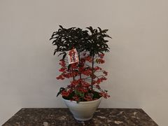 -苏州吴宫泛太平洋酒店