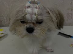 -FAELING PETS美天灵宠物(合生汇店)