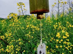 -桑洲油菜花景区