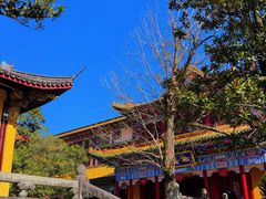-天目山大树王景区