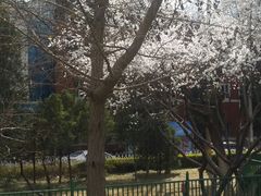 -双榆树公园