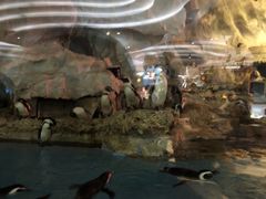 -帝企鹅自助餐厅•儿童岛•真企鹅(长隆企鹅酒店)