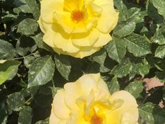 -人民公园(罗湖区)