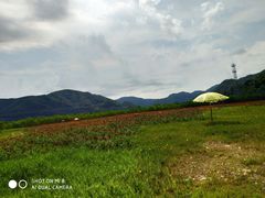 -黄椅山火山森林公园