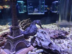 -海合安天津极地海洋公园