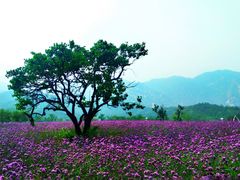 -紫云台香草园