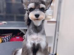 -小尾巴宠物店(万科·金域华庭店)