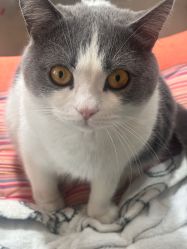 -ChuLian初莲日式美甲美睫