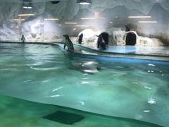 -北戴河圣蓝海洋公园