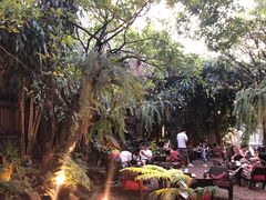 -Fern Forest Cafe