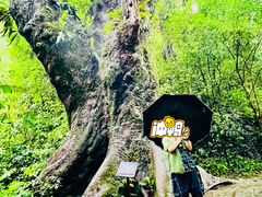 -莫里热带雨林景区