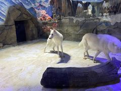 -海合安成都极地海洋公园