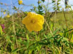 -龙里油画大草原旅游区
