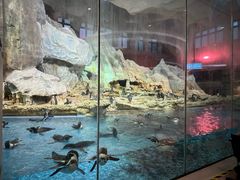 -帝企鹅自助餐厅•儿童岛•真企鹅(长隆企鹅酒店)