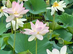 -荷塘月色湿地公园·向阳花洲