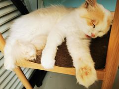-平行世界·猫咖(首经贸店)