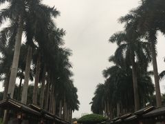 -金花茶公园