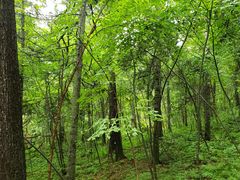 -五营红松林海景区