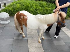 -深圳湾万象城