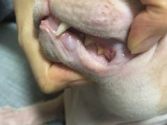 -福州肆爪动物医院