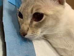 -爱侣宠医·鹦鹉专科·小型哺乳类·异宠专科(灵石路店)