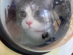 -爱佳宠物中心医院·骨外科·猫专科·急重症(瑶海万达店)