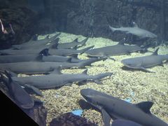 -烟台海昌鲸鲨海洋公园