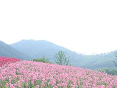 -径山花海