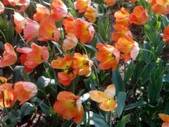 -洛阳郁金香牡丹园