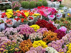 -桂林市花鸟市场