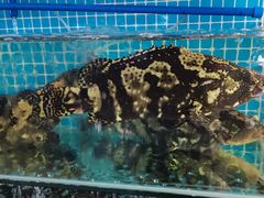 -范饭椰林川湘味海鲜·椰子鸡(三亚湾椰梦长廊店)