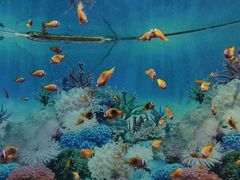 -海合安成都极地海洋公园