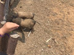 -田园东方蜜桃村的田野营地