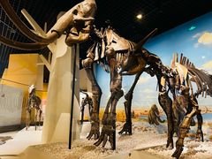 -国家自然博物馆