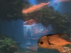 -海棠湾洲际-涛·海底餐厅·美人鱼·自助餐·海底隧道