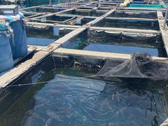 -蓝湾碧波·老字号·疍家非遗海上餐厅