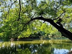 -上海共青森林公园