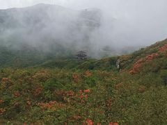 -大围山国家森林公园