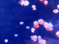 -福州罗源湾海洋世界旅游区