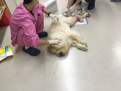 -爱妮康宠物医院·干细胞免疫细胞·肿瘤·心脏(张江店)