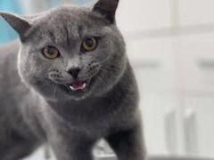 -欧奕国际动物医院